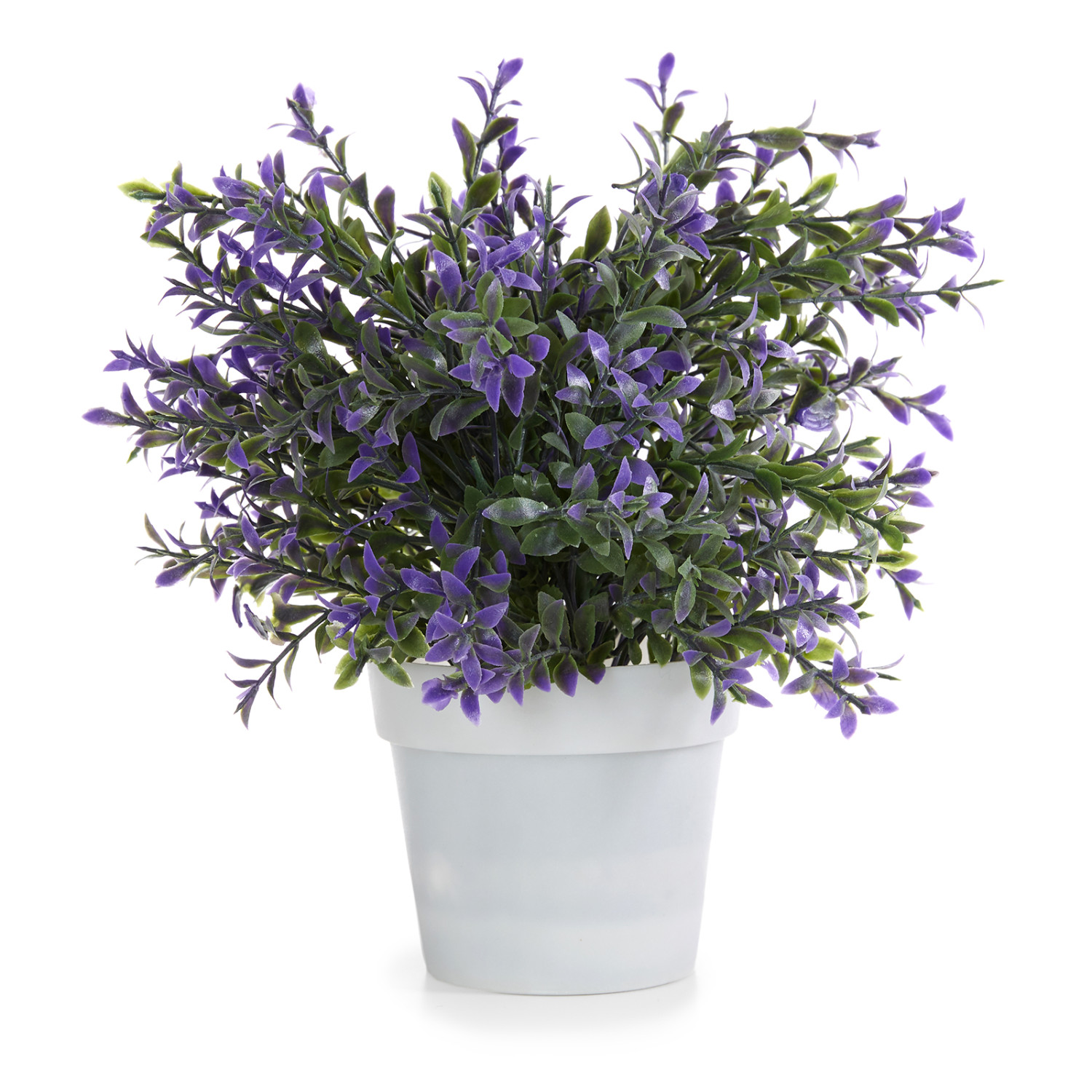 Цветок в горшке Lavanda coperta