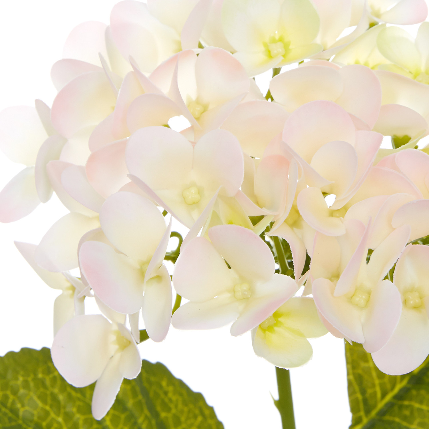 Цветок Gubbio - фото № 3