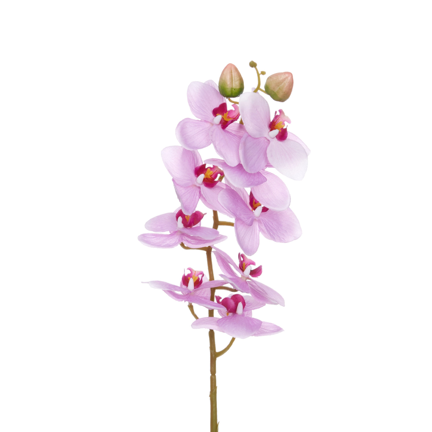 Цветок Sigillo