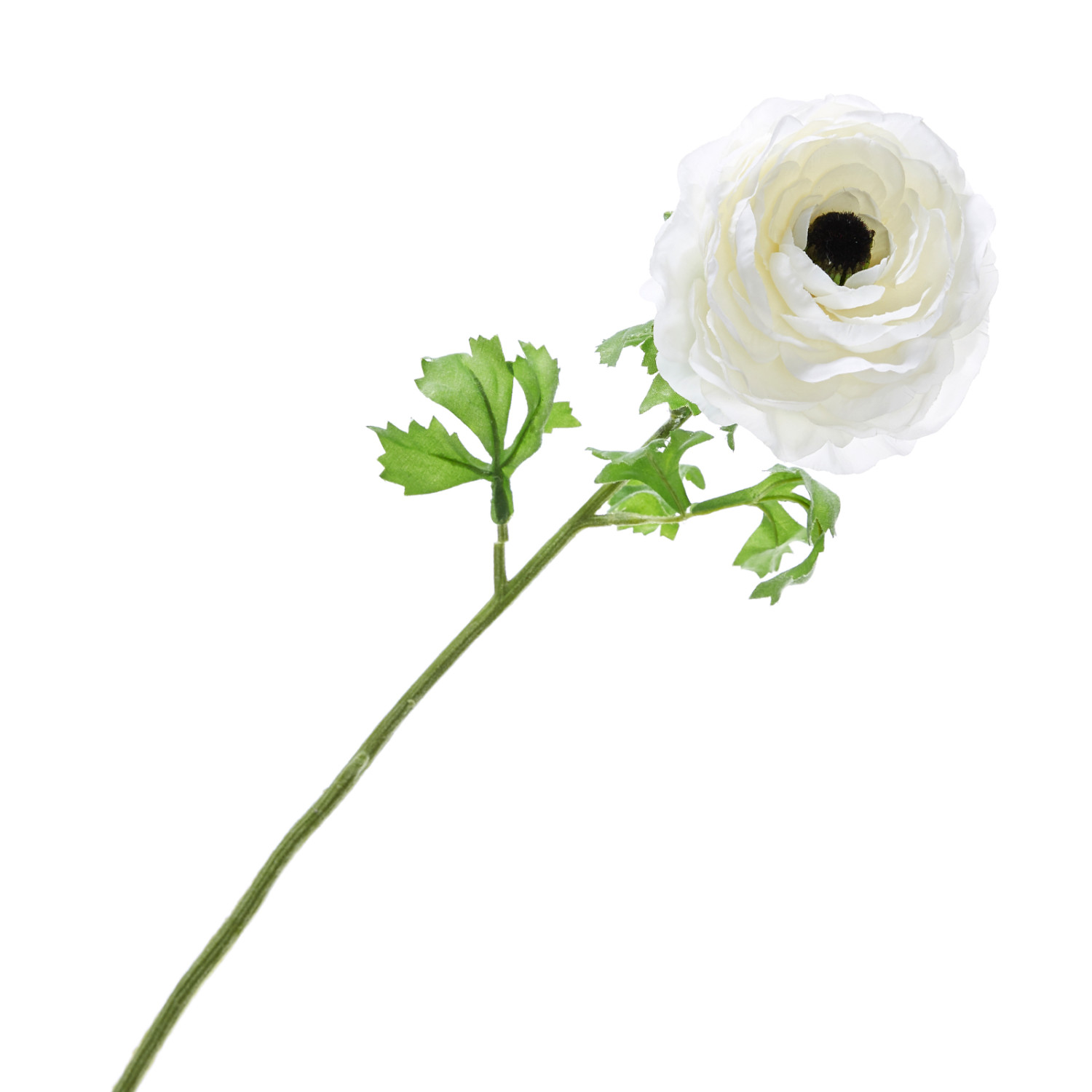 Цветок Dolori - фото № 2