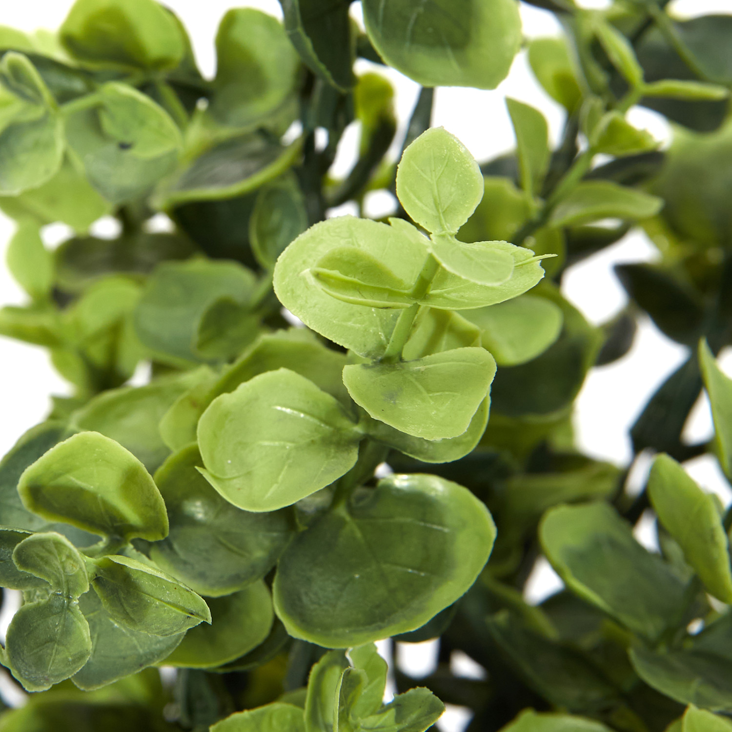 Цветок Grineria - фото № 2