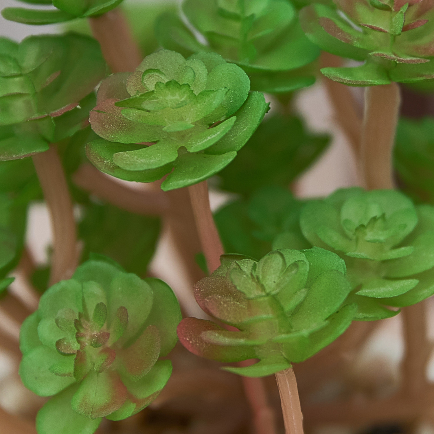 Суккулент Colognola - фото № 2