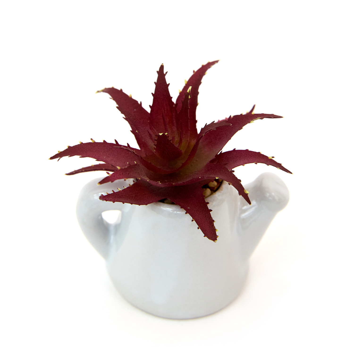 Суккулент Cabernardi - фото № 4