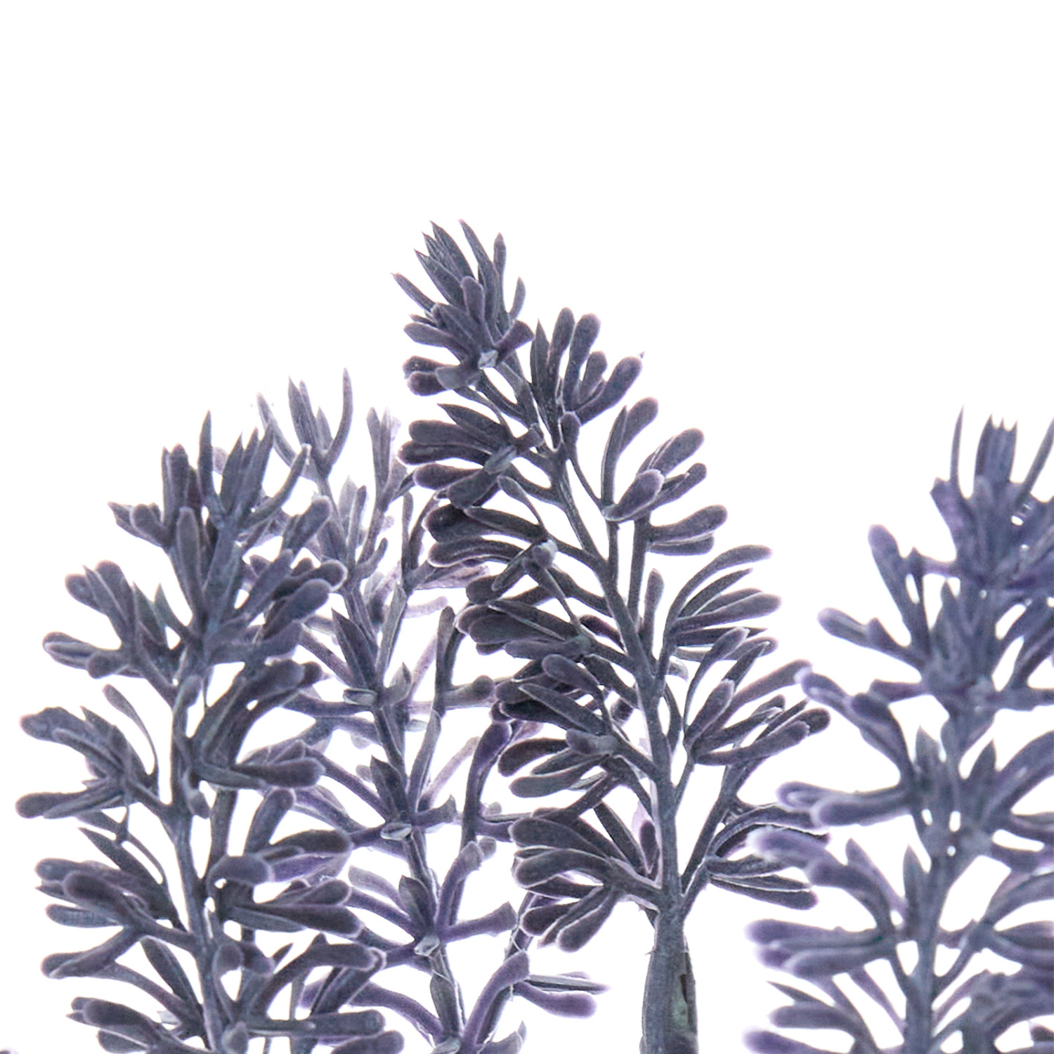 Цветок Зумпано/Zumpano - фото № 5