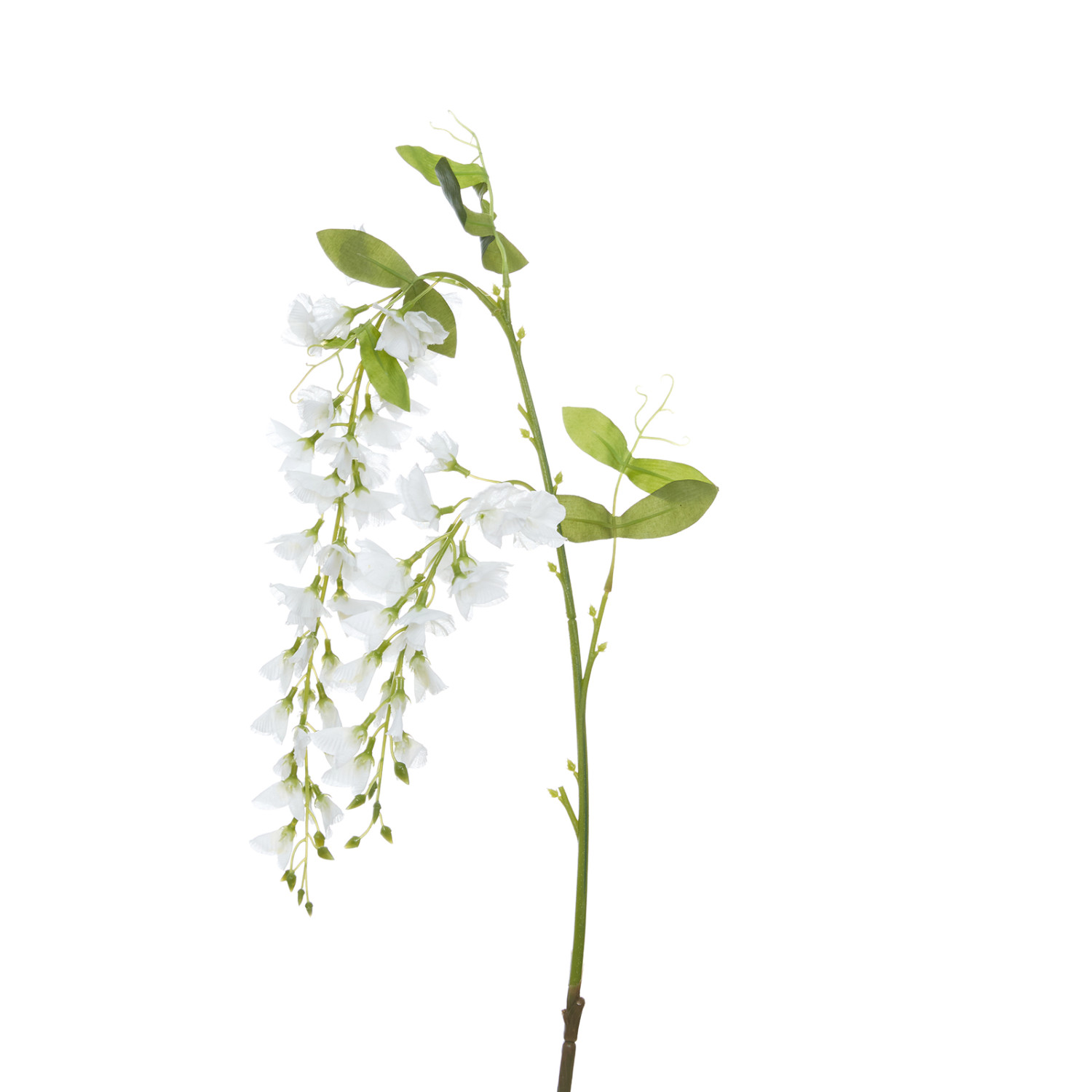 Цветок Ostra I