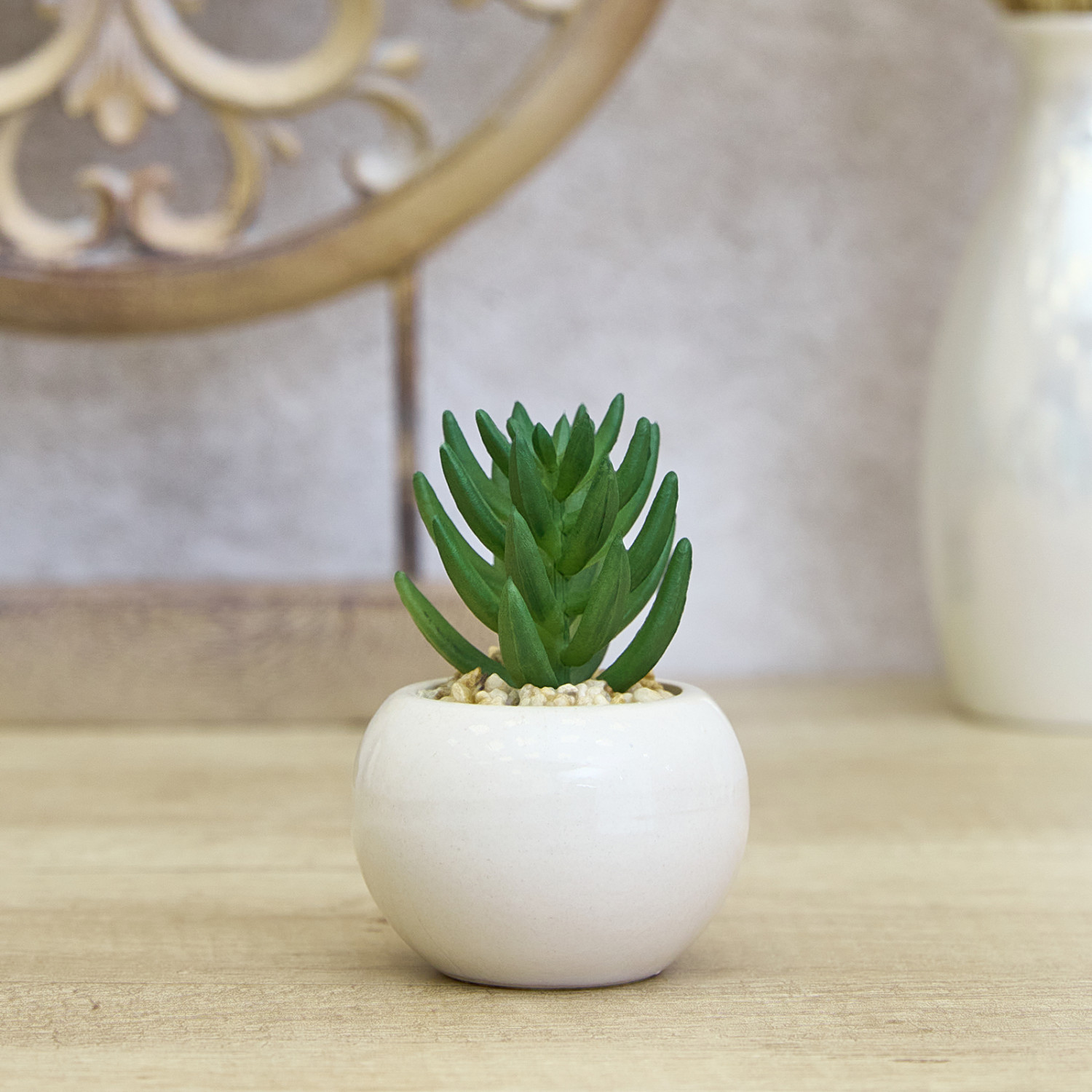 Суккулент Ceppo - фото № 2