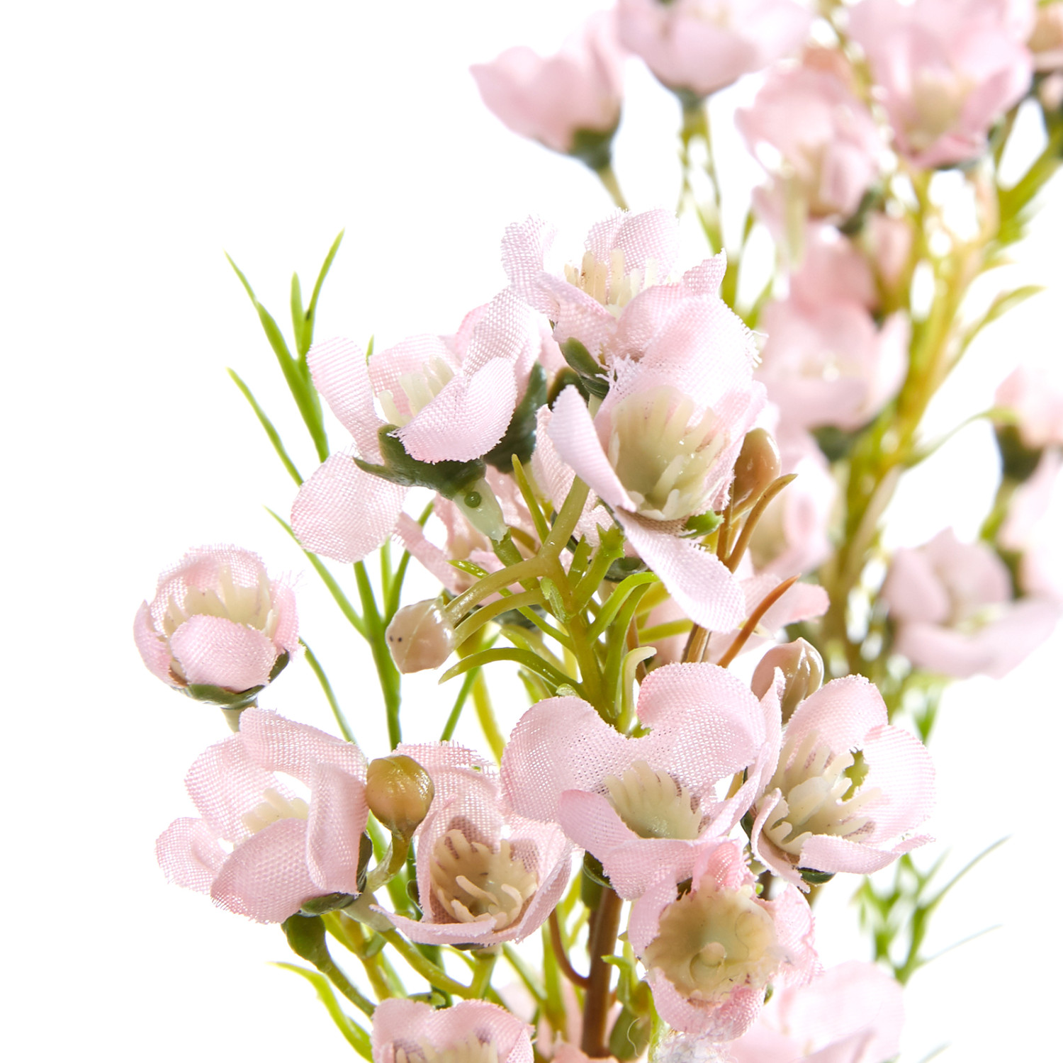 Цветок Chamelacium - фото № 3