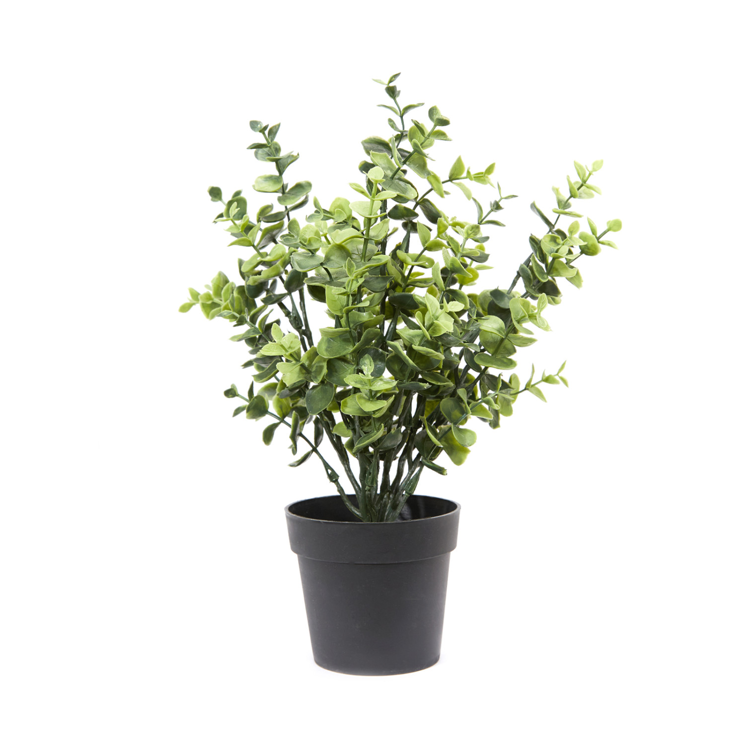 Цветок Grineria