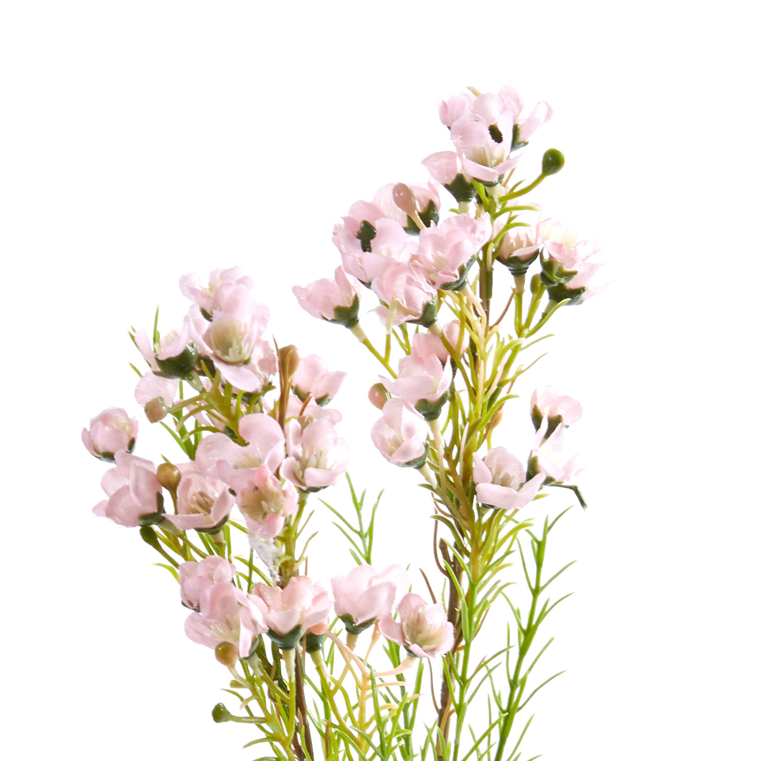 Цветок Chamelacium - фото № 2