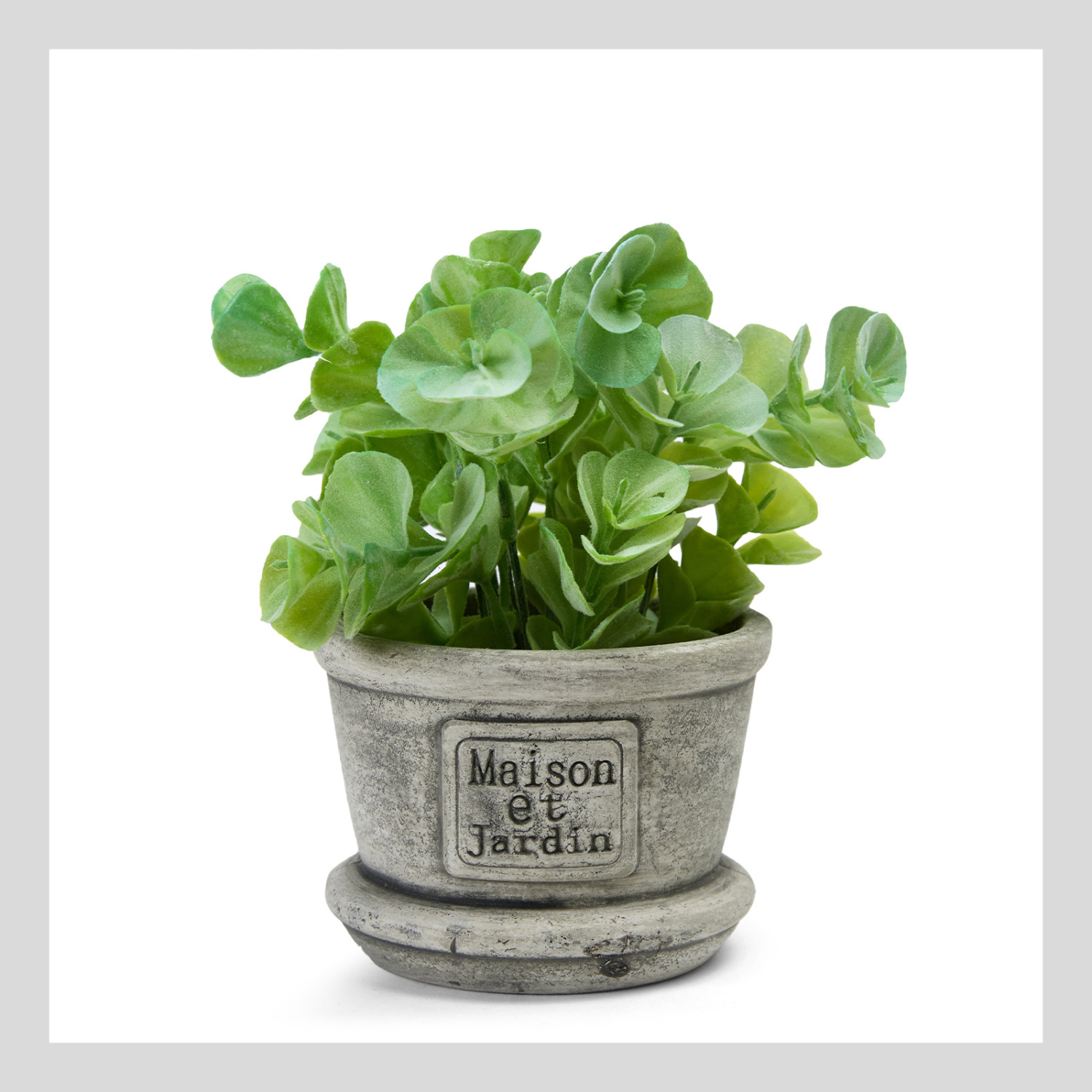 Цветок в горшке Turania