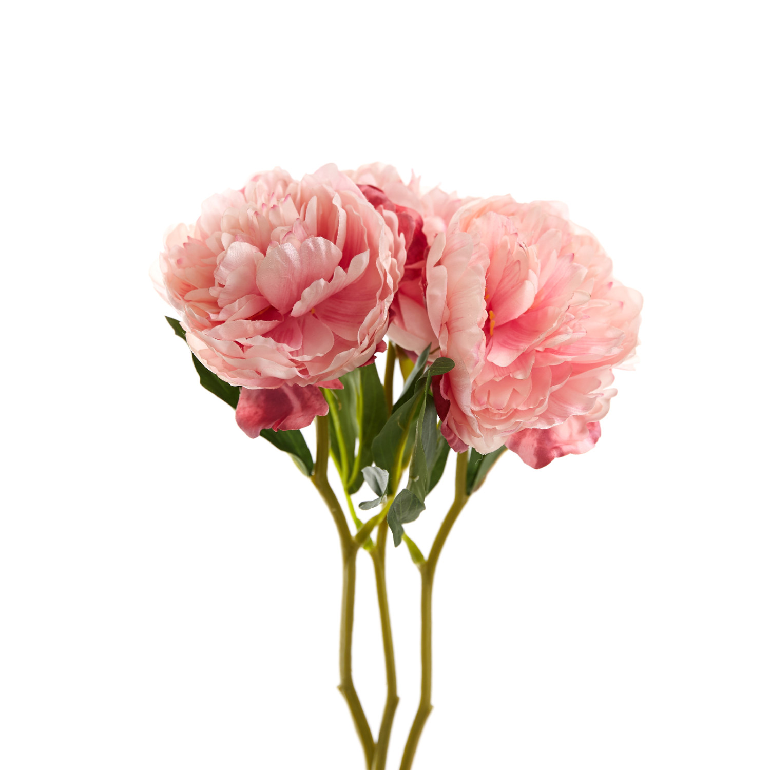 Цветок Giusvalla