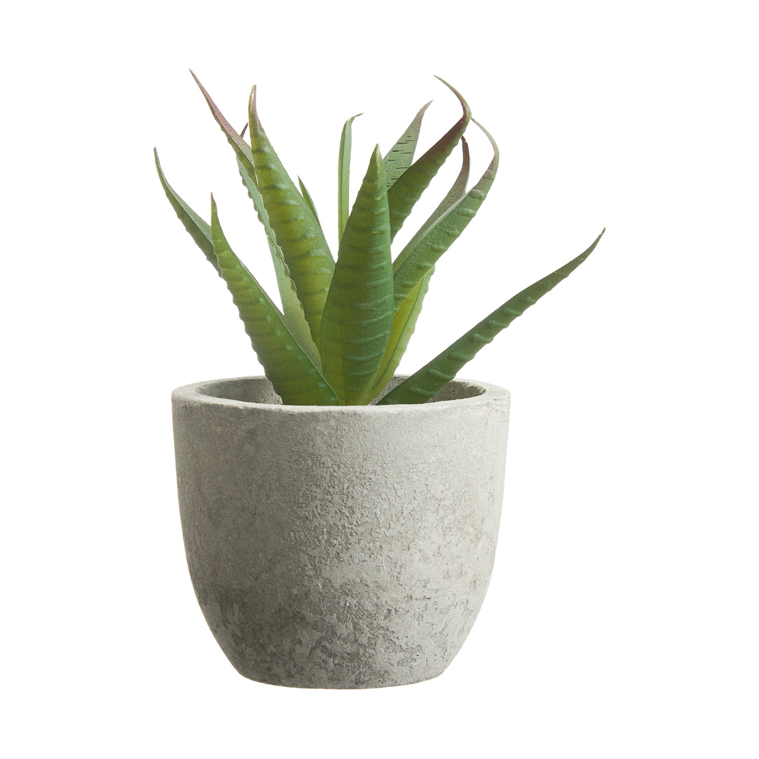 Суккулент Terni II - фото № 4