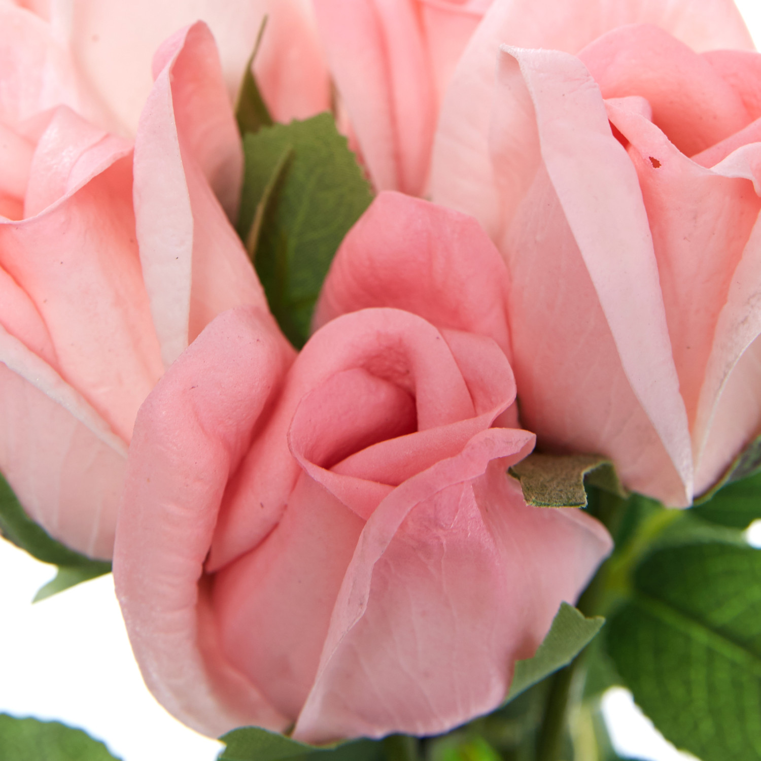 Цветок Pascolli - фото № 3