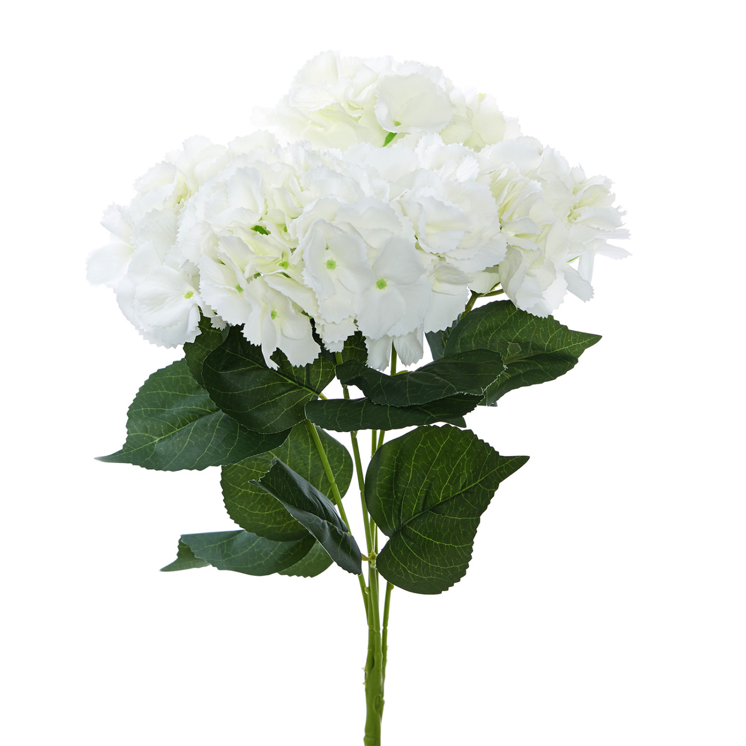 Букет Hortensia Blanca