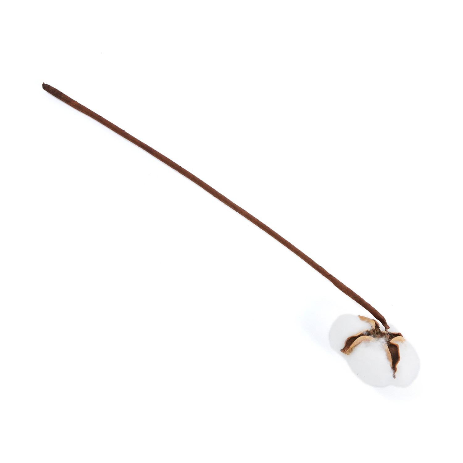 Ветвь Coton - фото № 2