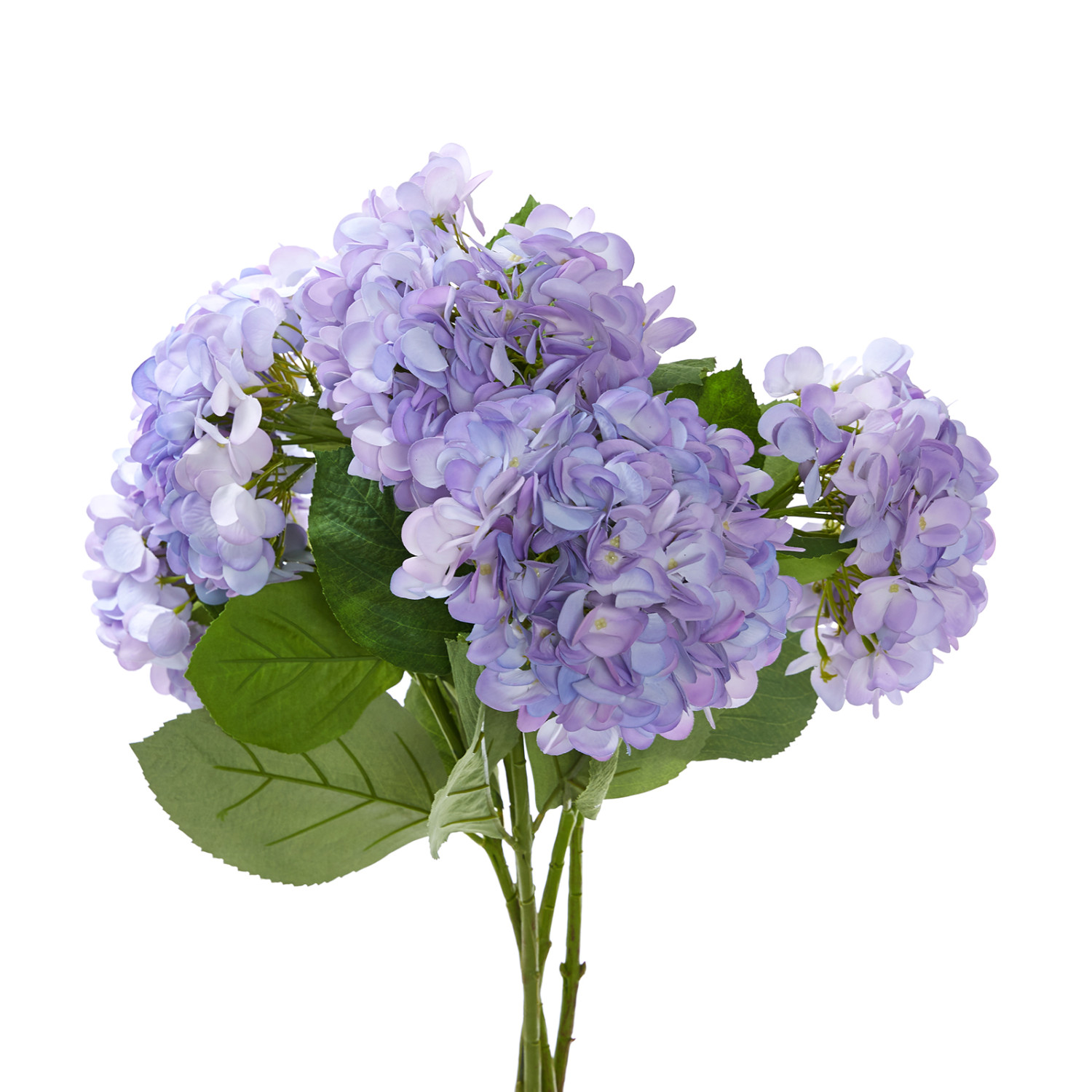 Цветок Hortensia lila