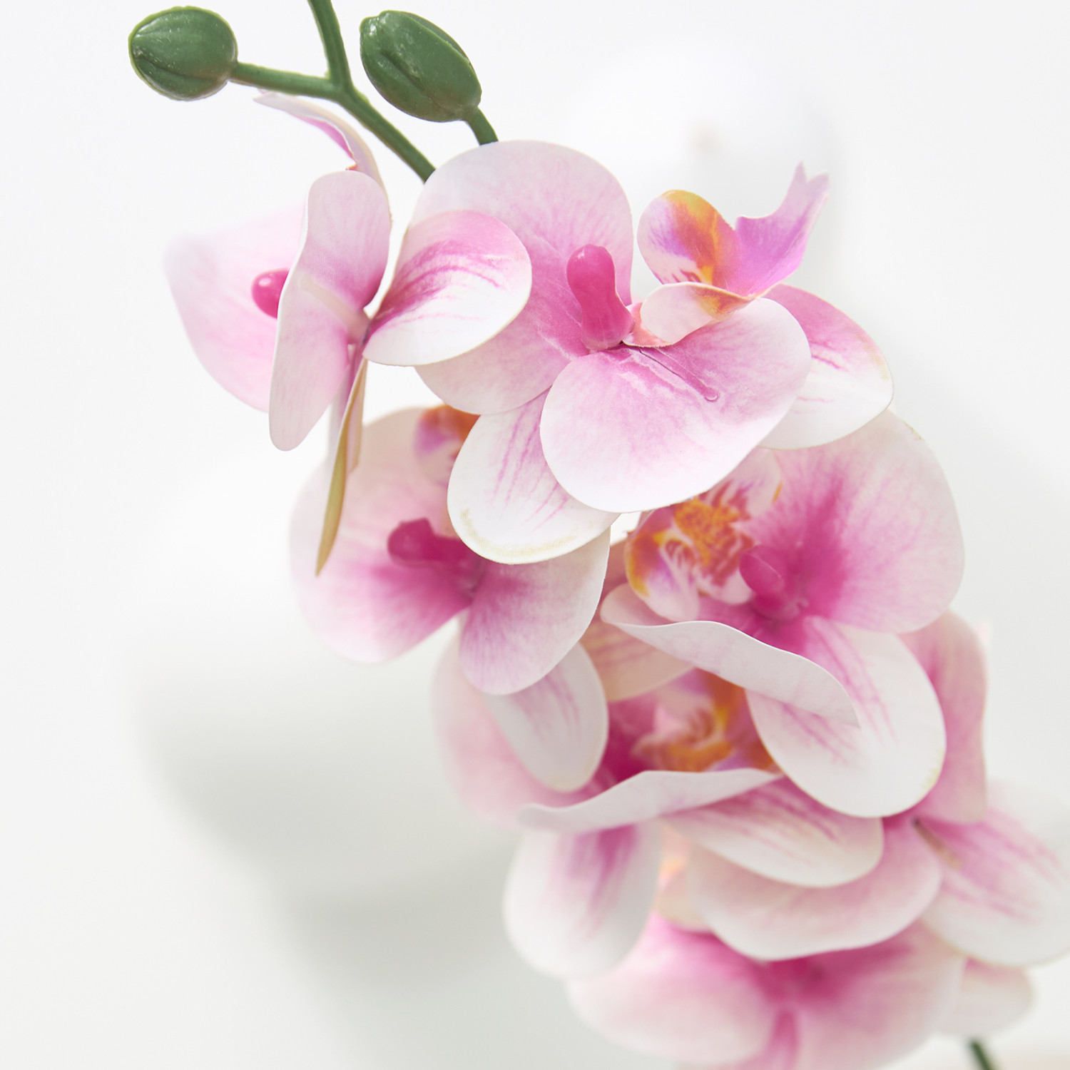 Цветок Mattinata - фото № 2