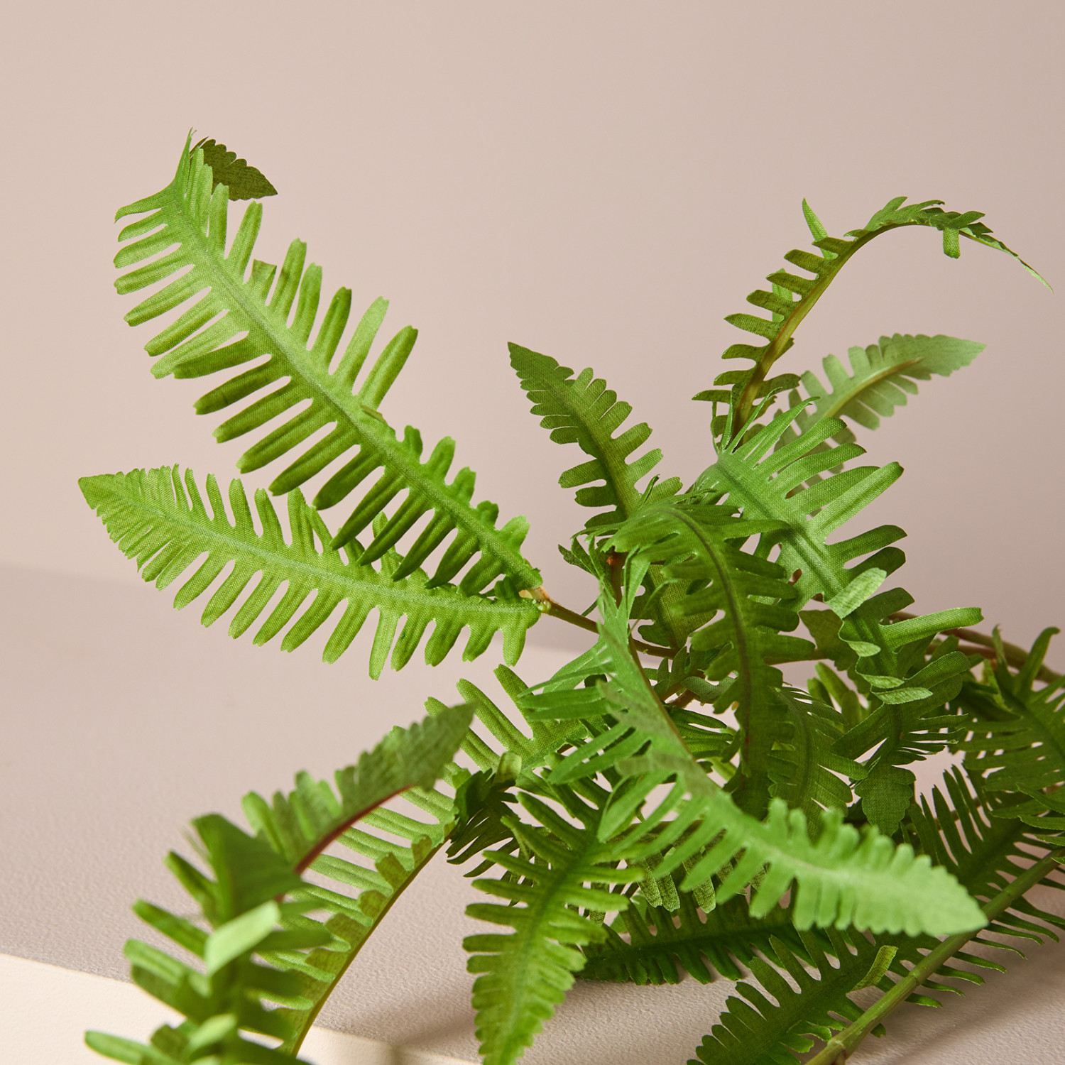 Ветвь Fern - фото № 2