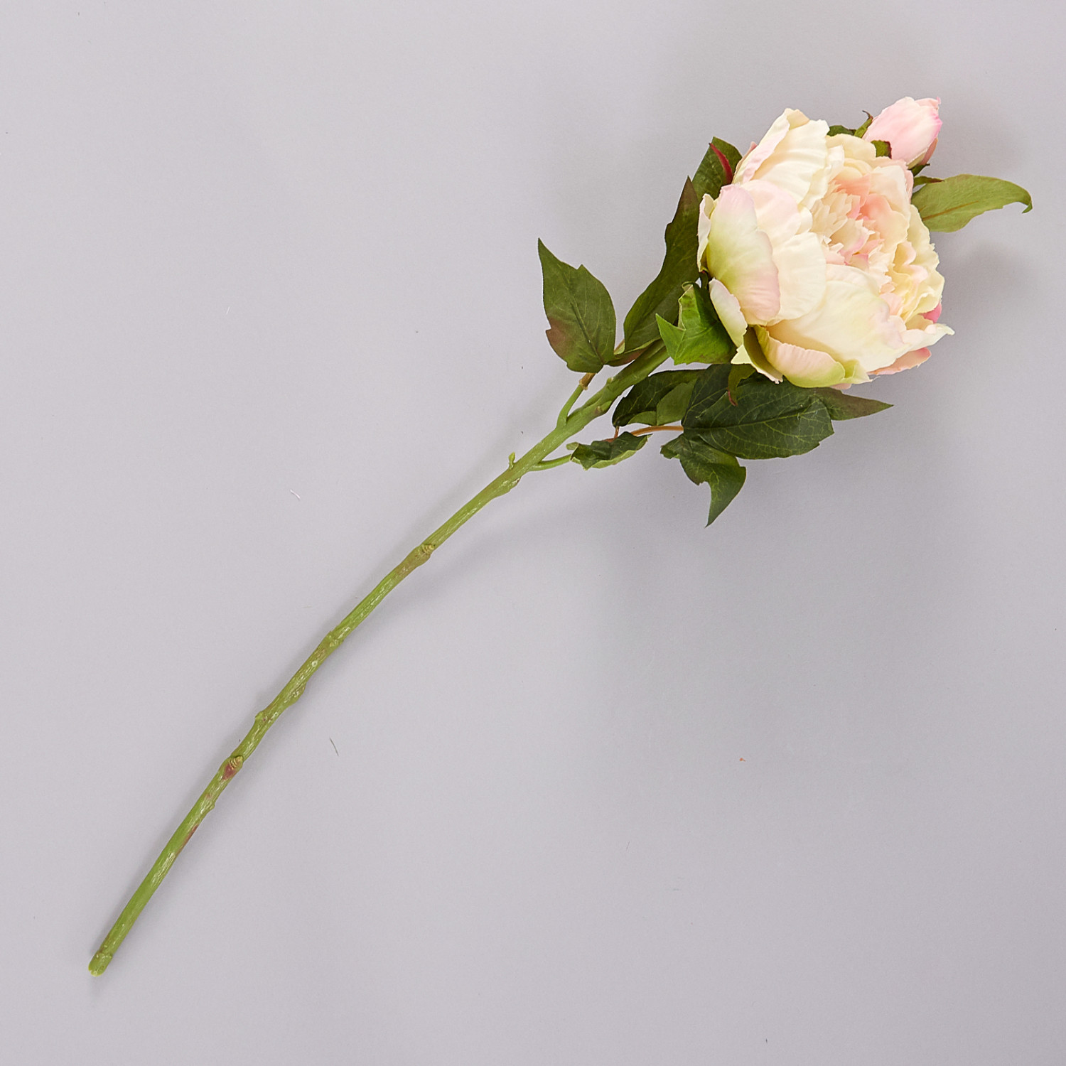 Цветок Rosa - фото № 2