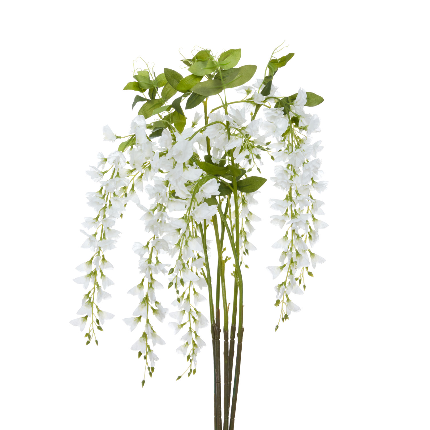 Цветок Ostra I - фото № 2