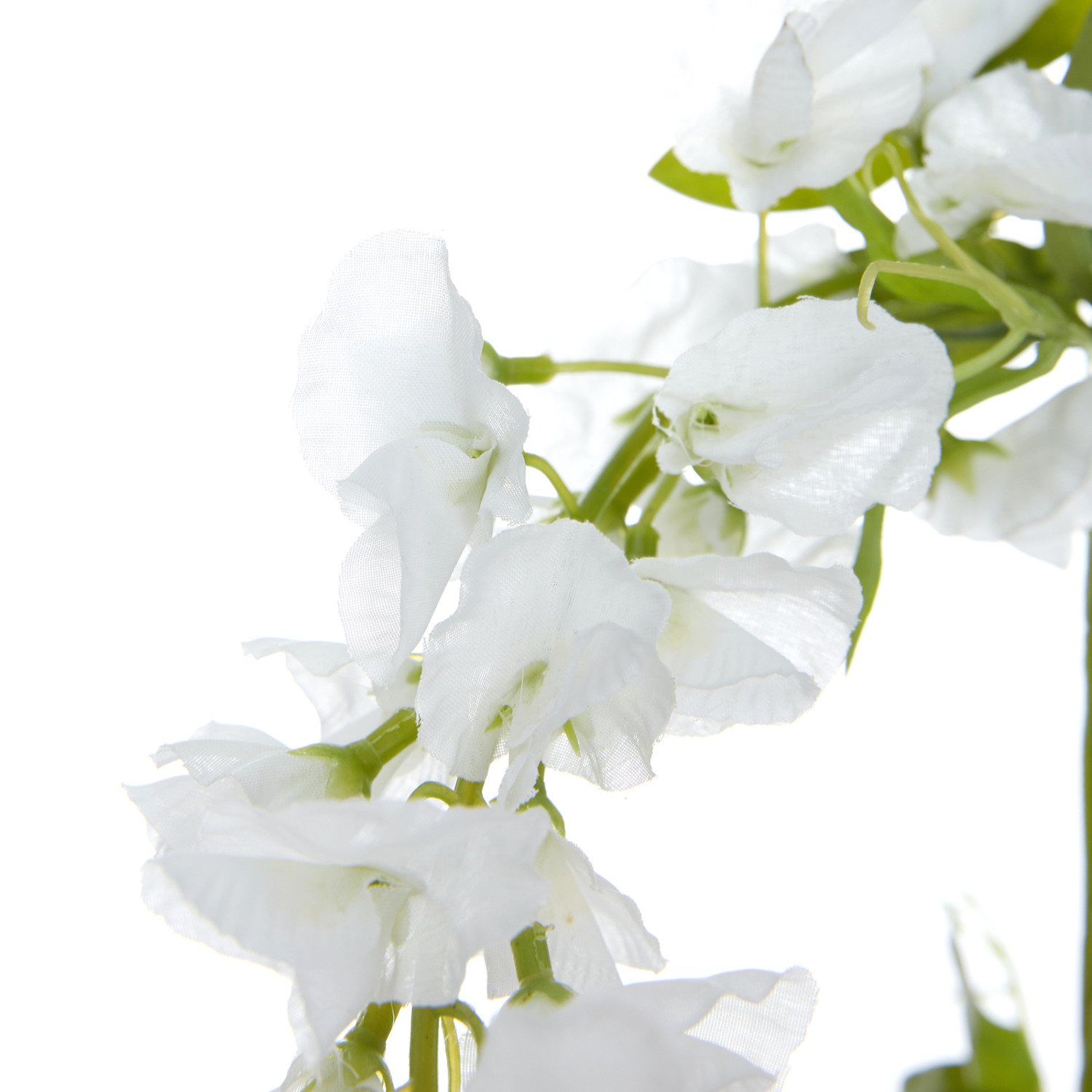 Цветок Ostra I - фото № 3