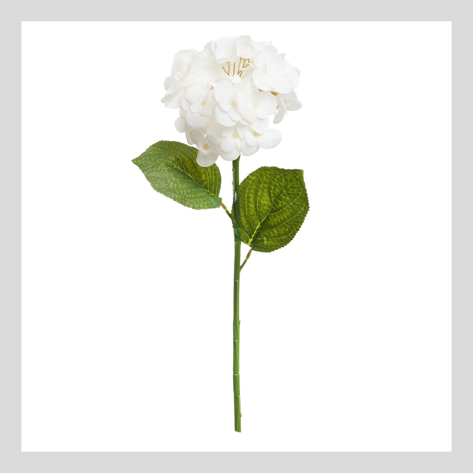 цветок hydrangea белый Цветок Hydrangea Eype