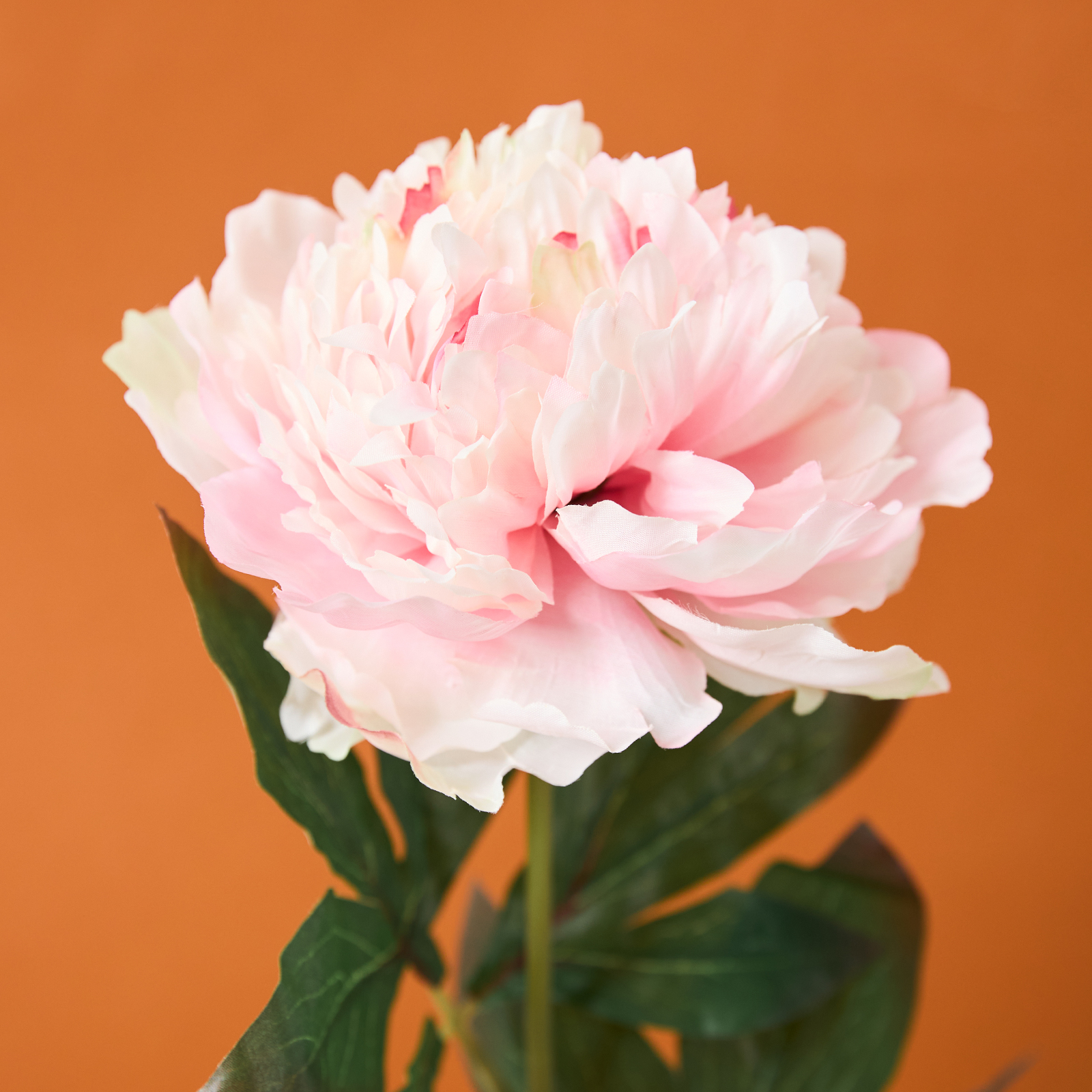 Цветок Genova, розовый