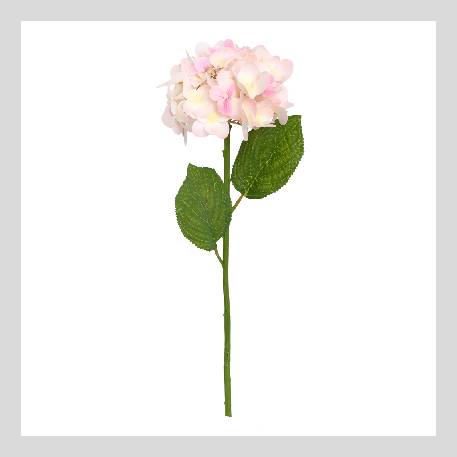 цветок hydrangea розовый Цветок Hydrangea Eype