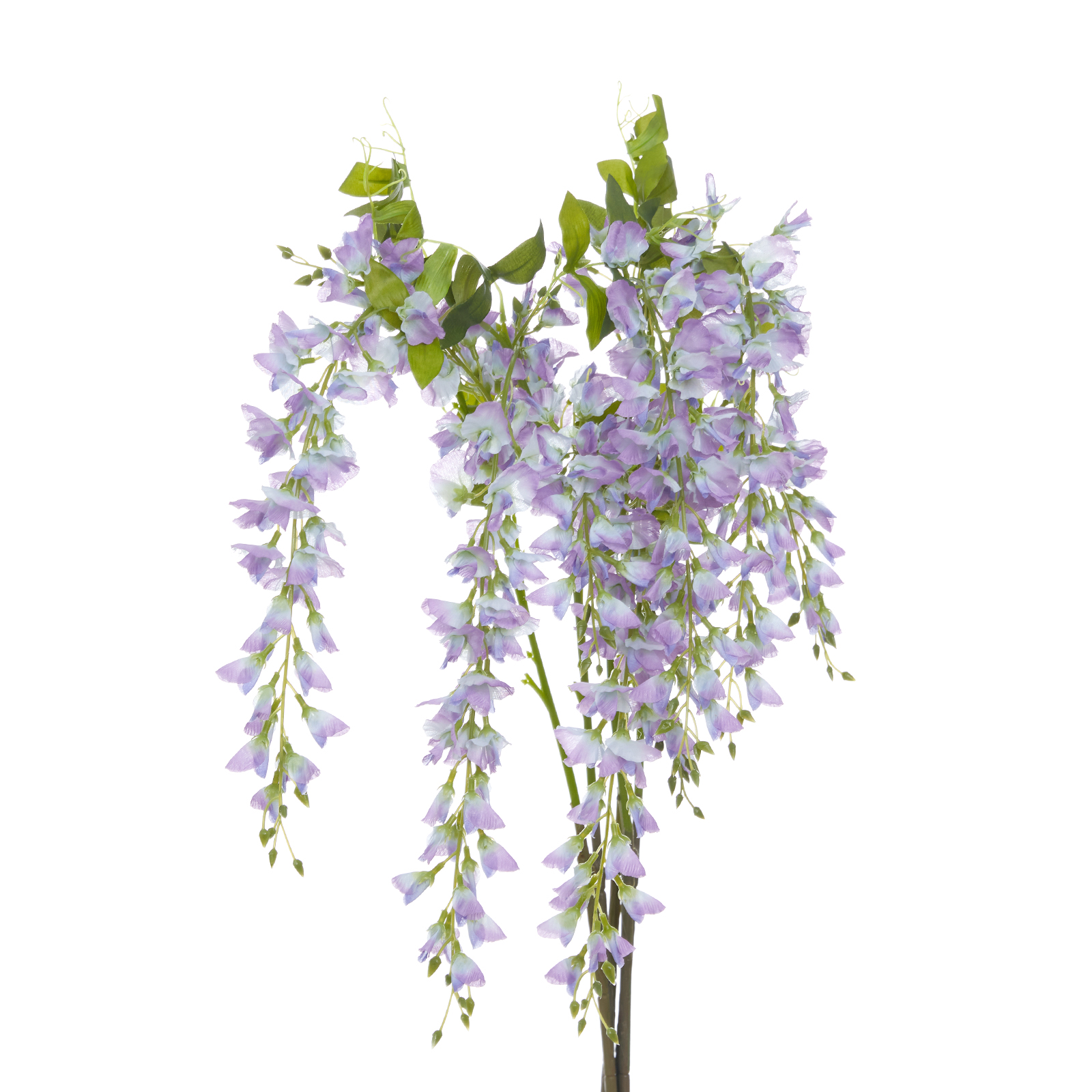 Цветок Остра/Ostra II