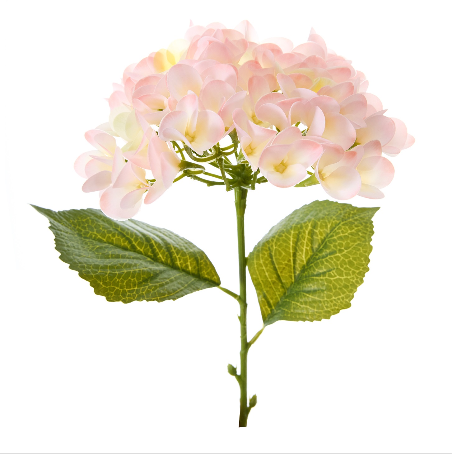 Цветок Hydrangea, белый лежак горка для купания белый мятный 0 6 мес р р 43х30х19см